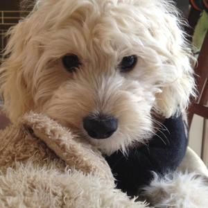 Meet your Posher, Eva